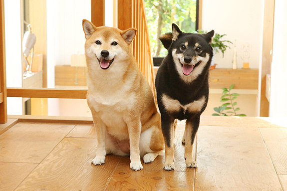 写真：部屋の中の柴犬